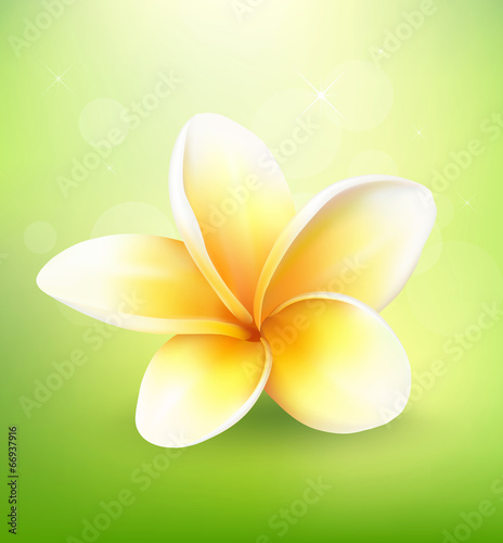 Plumeria flower on nature background