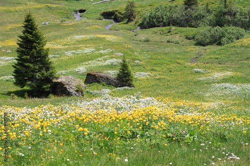 Bergblumenwiese photo