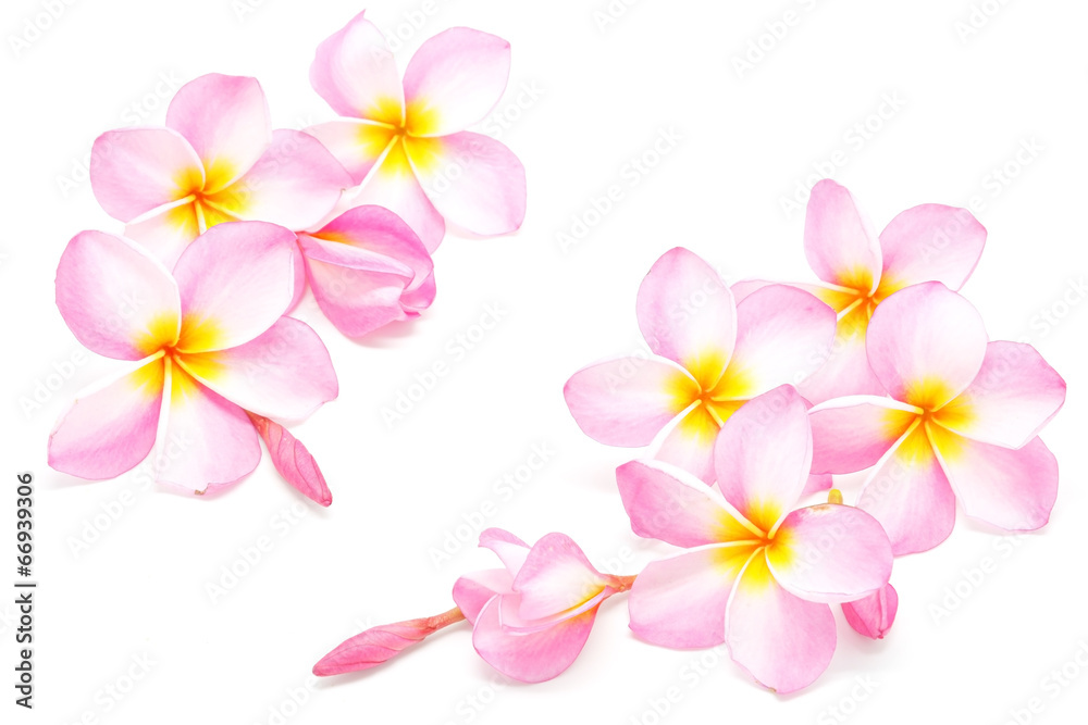 pink Plumeria