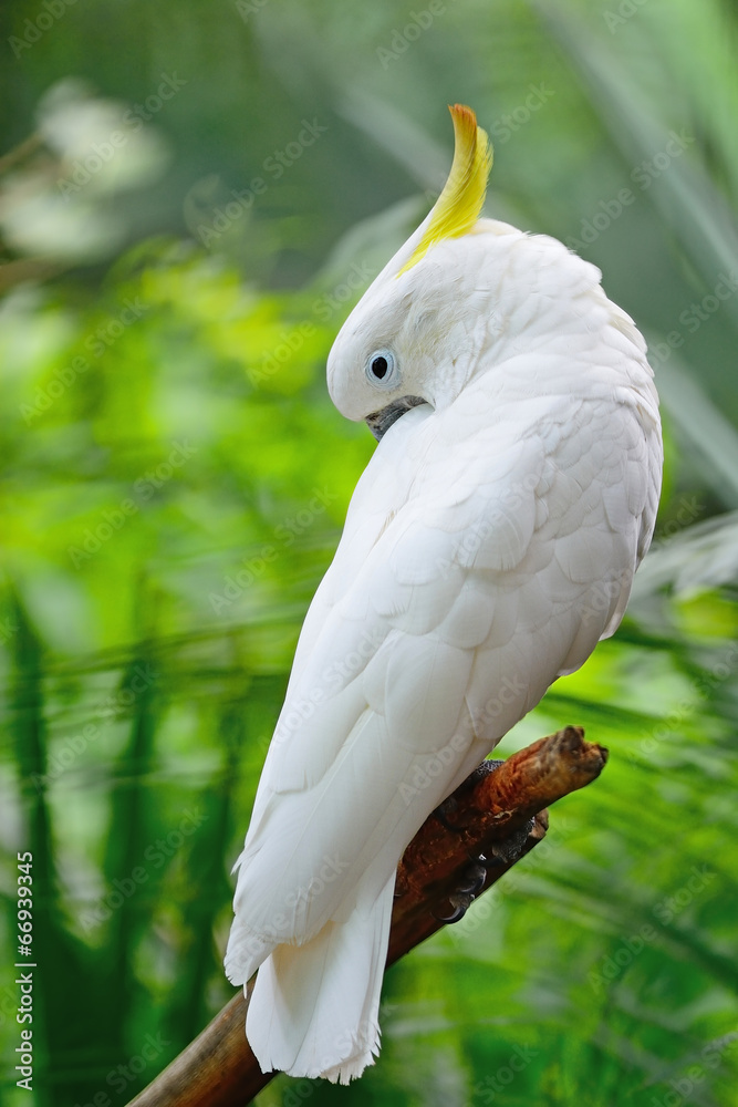 Sulphur-crested Cockatoo