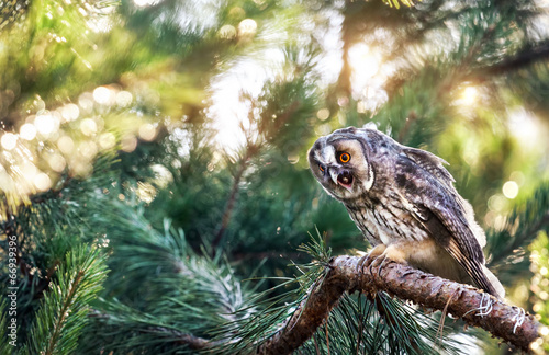 Long eared owl in the forest photo