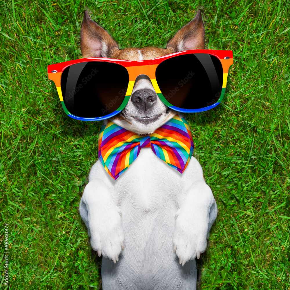 very funny gay dog Stock Photo | Adobe Stock