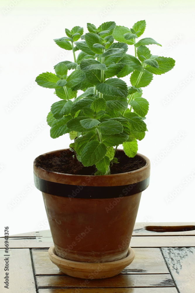 spearmint spearmint