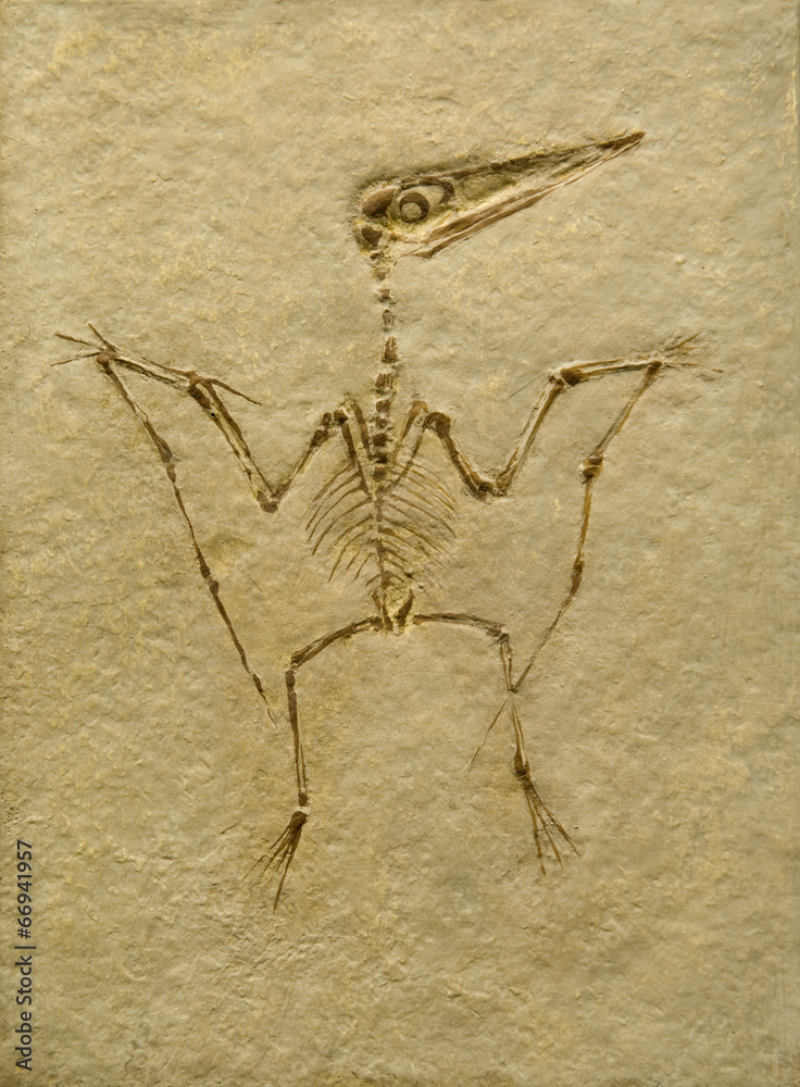 Pterodactyl Fossil. Pterodactilus Spectabilis. foto de Stock Adobe Stock