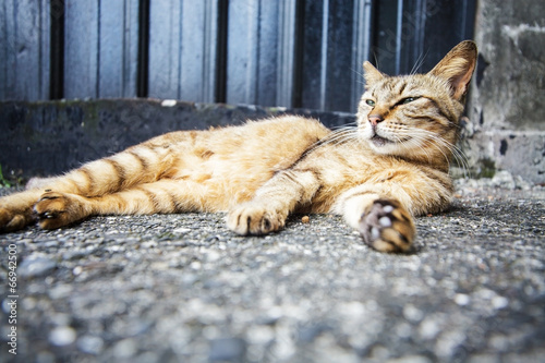 Fotografie cat with nice background