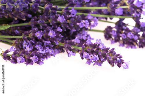 Lavender flowers on the white background