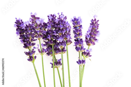 Lavender flowers on the white background