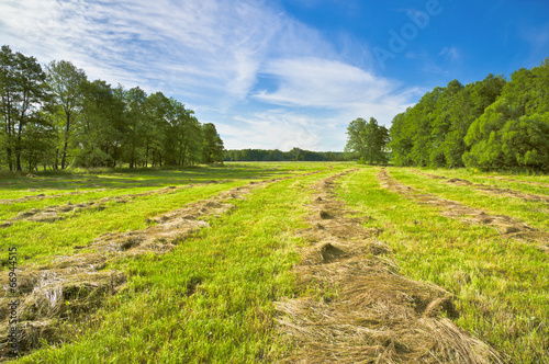 Haymaking. Summer morning in Central Russia photo