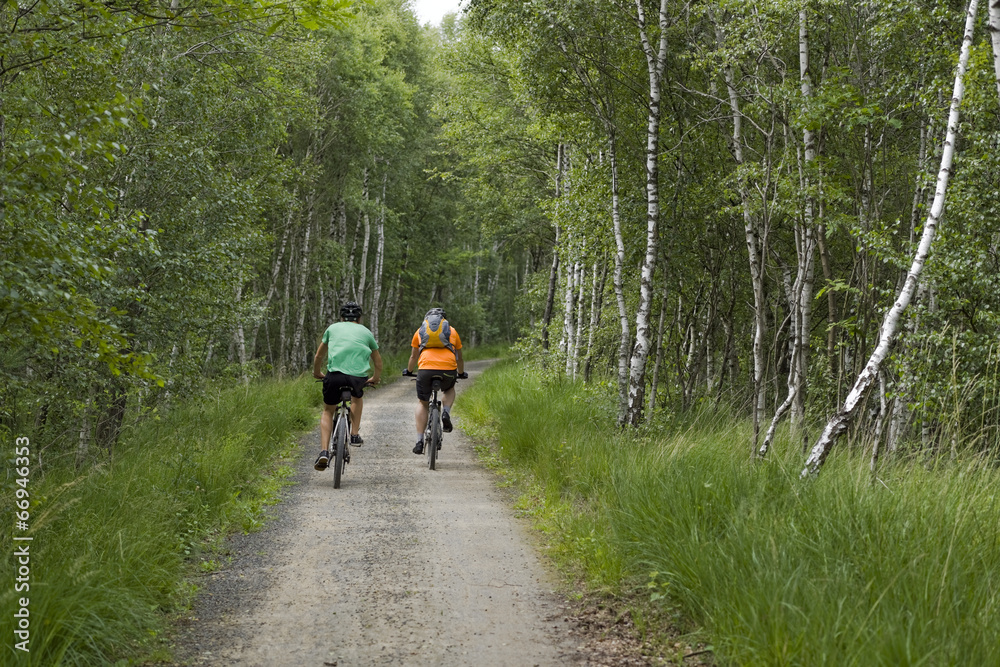 Fototapeta premium Radfahrer im Birkenwald