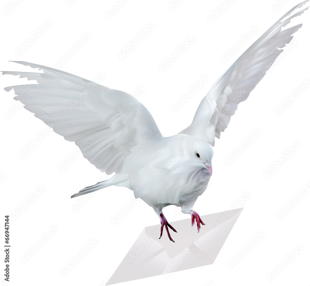 Fototapeta premium dove with white mail illustration