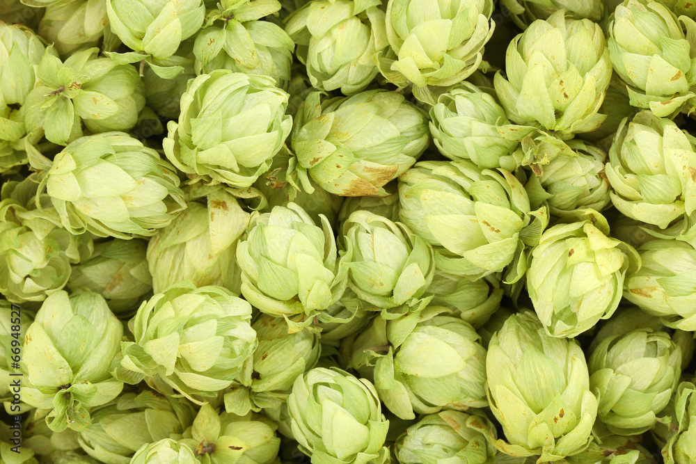 Beautiful fresh hops. Beautiful fresh hops.