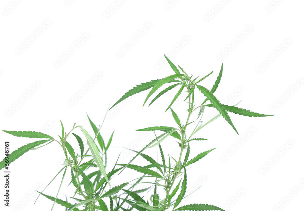 Fototapeta premium Young new growing cannabis plant.