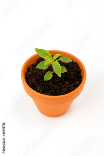 Isolated green sprout inside small flower pot