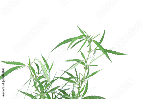 Fototapeta Naklejka Na Ścianę i Meble -  Young new growing cannabis plant.