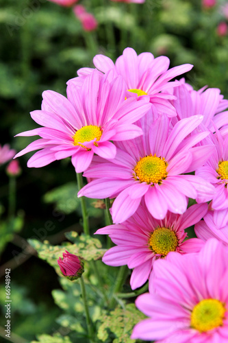 purple flowers