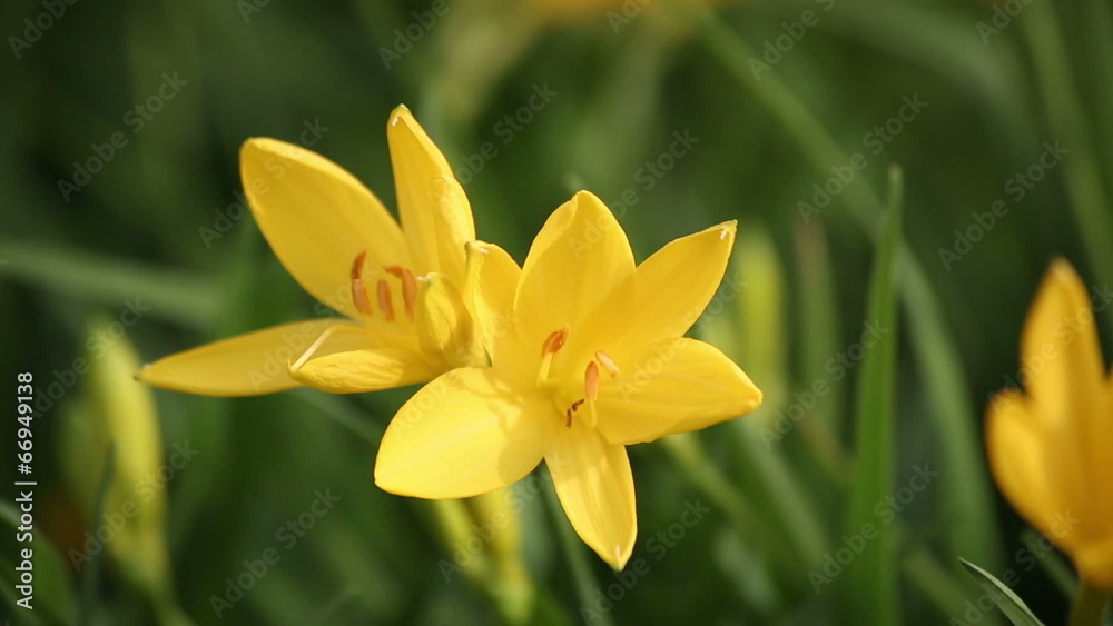Yellow Lilies swaying in the wind. HD 1080. Yellow Lilies swaying in the wind. HD 1080.