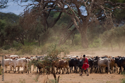 Masai Shepherd © kubikactive