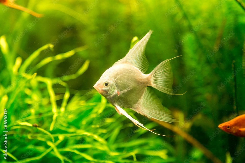 Tropical fish PTEROPHYLLUM SCALARE Tropical fish PTEROPHYLLUM SCALARE