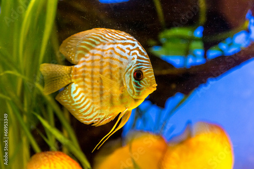 Aquarium with tropical fish of the Symphysodon discus spieces