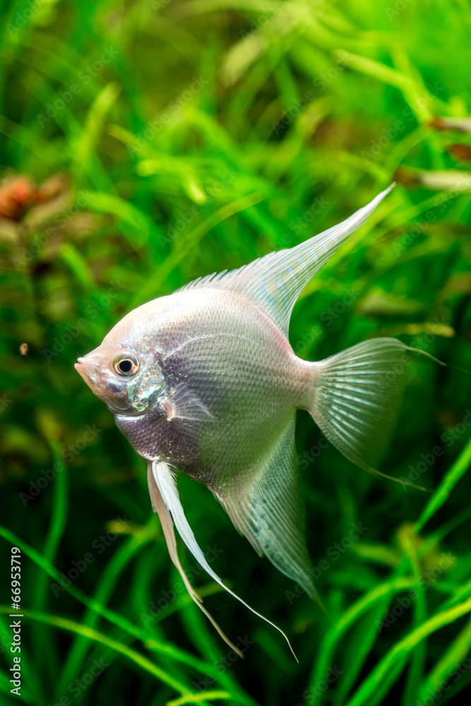 Tropical fish PTEROPHYLLUM SCALARE Tropical fish PTEROPHYLLUM SCALARE
