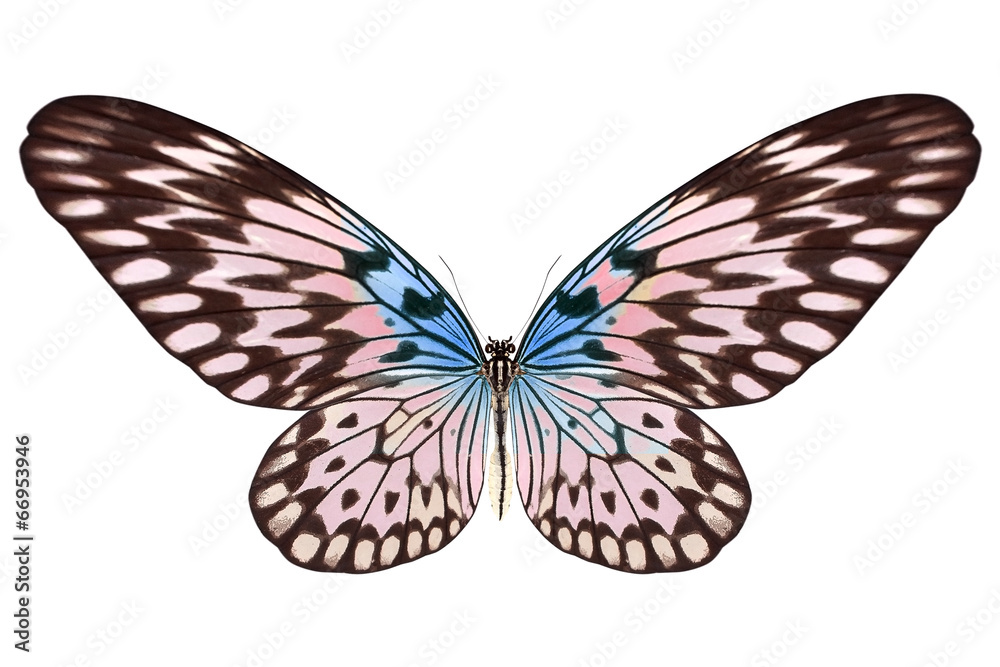 Fototapeta premium beautiful butterfly isolated on white