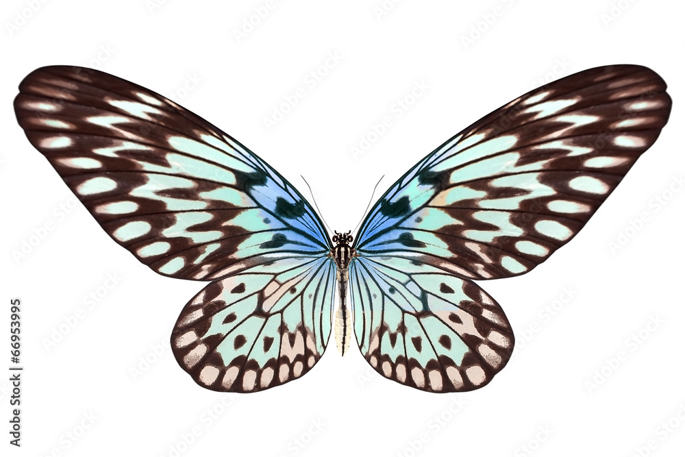beautiful butterfly isolated on white beautiful butterfly isolated on white