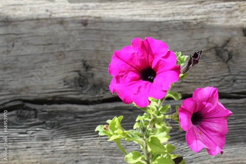 Petunien Petunia photo