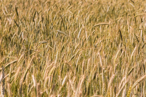 A wheat field, fresh crop of wheat © Sergii Figurnyi