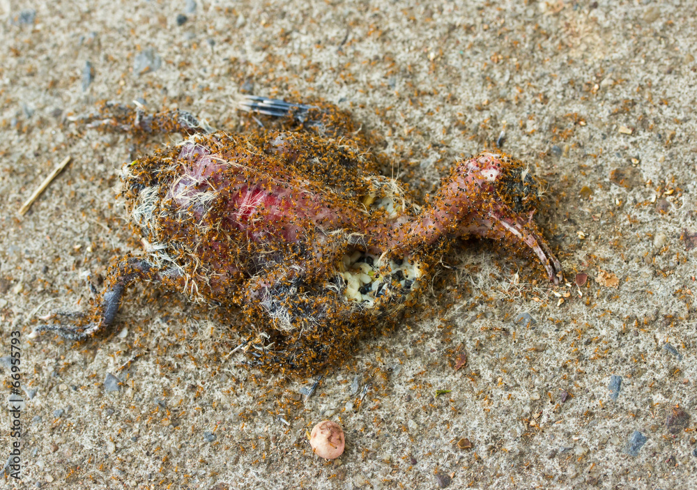 Ants eating a dead bird on the ground