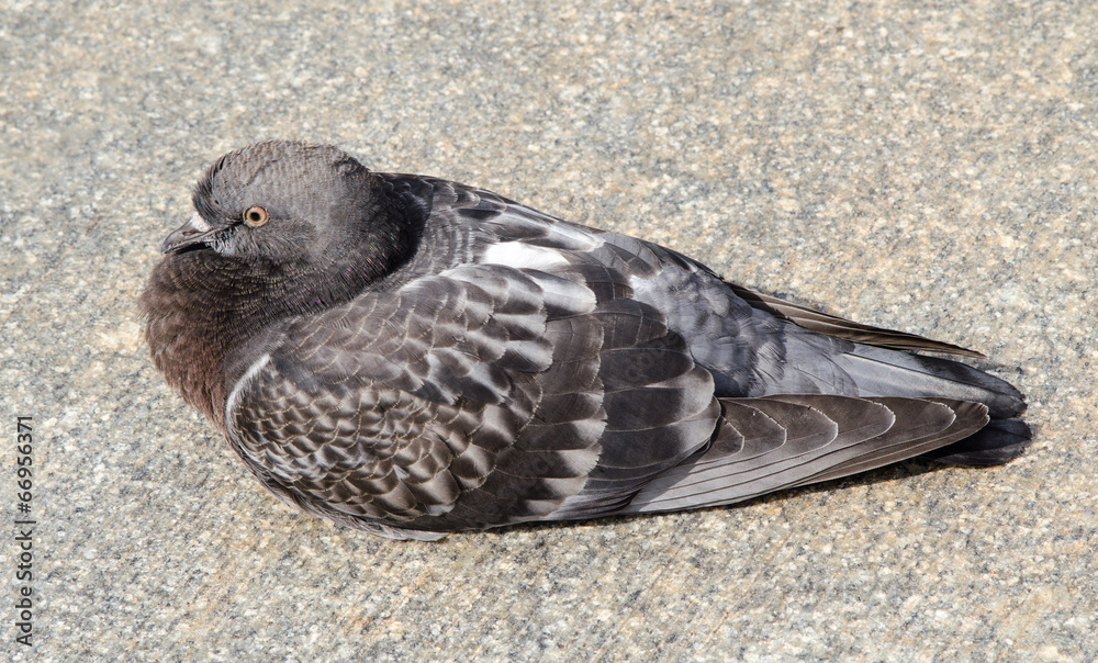 Obraz premium Gray Dove