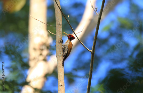 Red-headed Flameback (Chrysocolaptes erythrocephalus) male photo