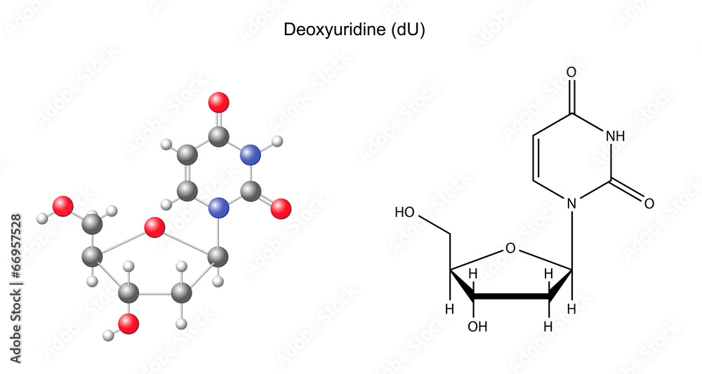 Structural chemical formula and model of deoxyuridine Structural chemical formula and model of deoxyuridine