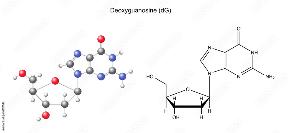 Fototapeta premium Structural chemical formula and model of deoxyguanosine