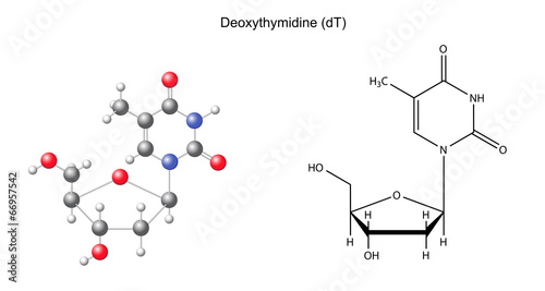 Structural chemical formula and model of deoxythymidine photo