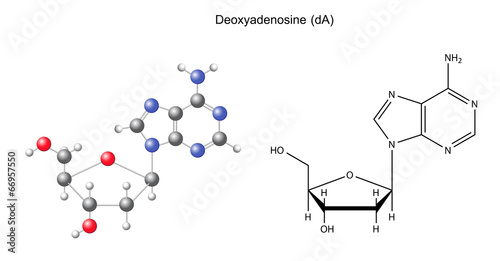 Structural chemical formula and model of deoxyadenosine