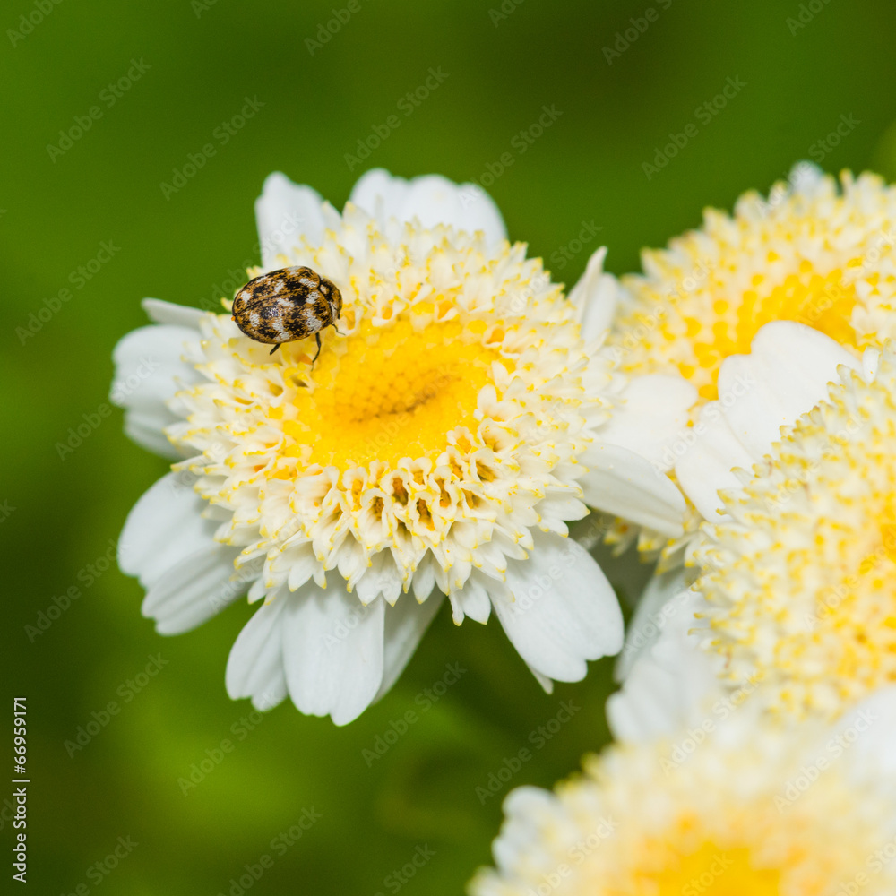 Fototapeta premium Varied Carpet Beetle