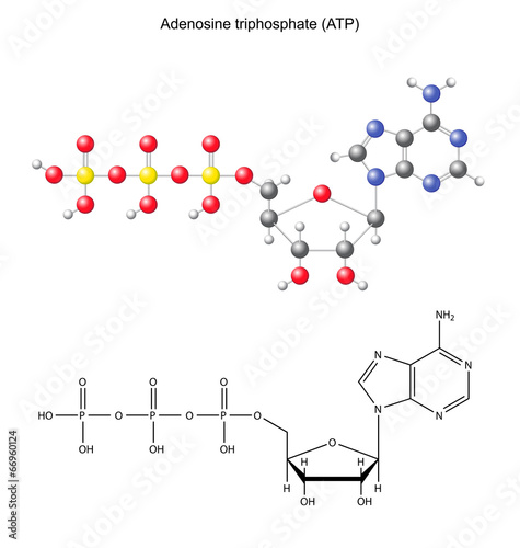 Structural chemical formula and model of adenosine diphosphate
