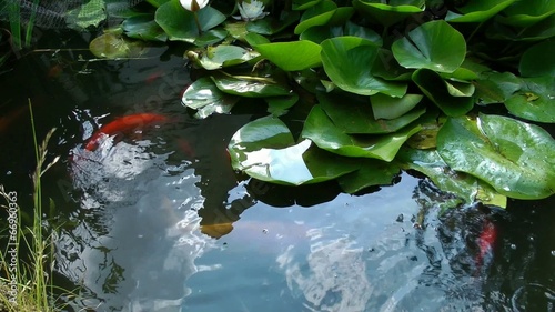 Coy Carp and Gold Fish on surface of pond photo