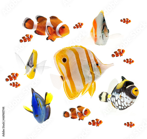 summer tropical reef fish isolated on white background