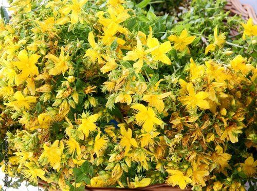St.John's wort herb with yellow flowers photo