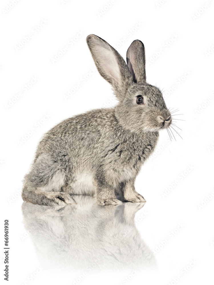 Obraz premium rabbit on white background