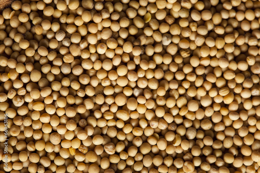 Raw Organic Mustard Seeds Raw Organic Mustard Seeds