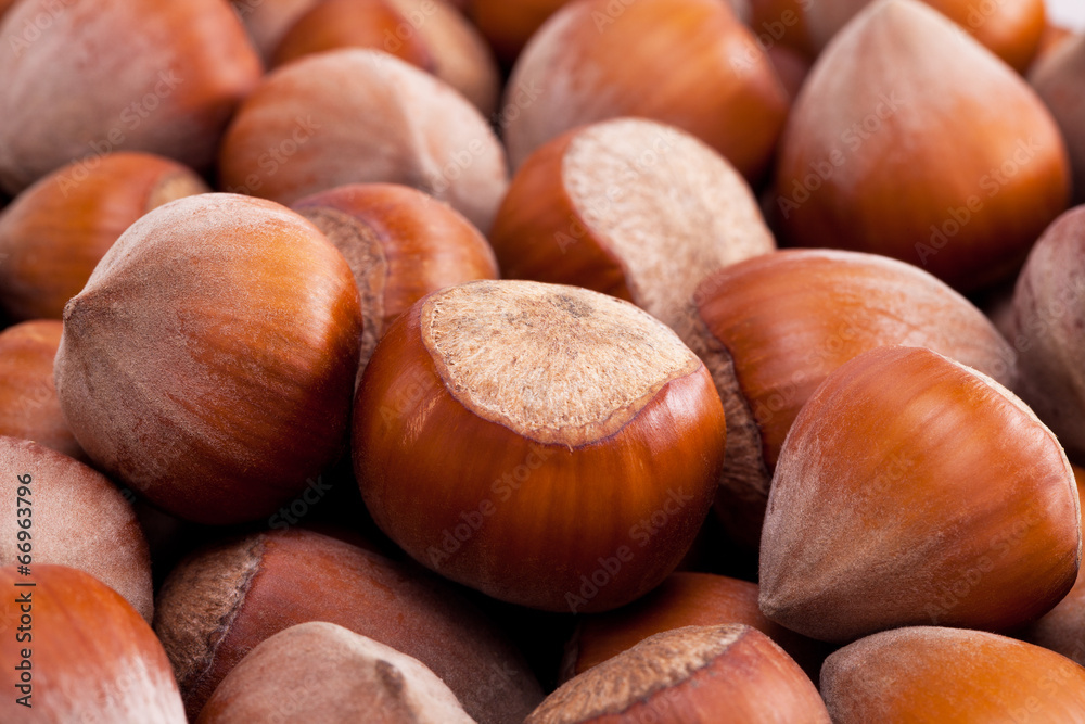 group of hazelnuts in husks close up group of hazelnuts in husks close up