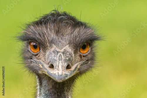 Portrait of Australian Emu (Dromaius novaehollandiae)