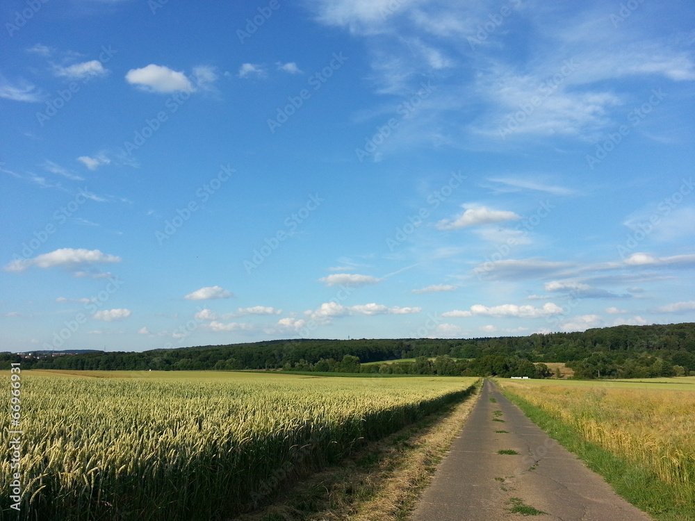 Fototapeta premium Kornfelder