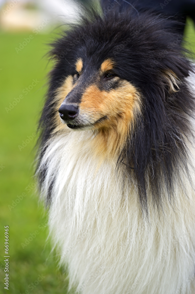 Portrait Collie Portrait Collie
