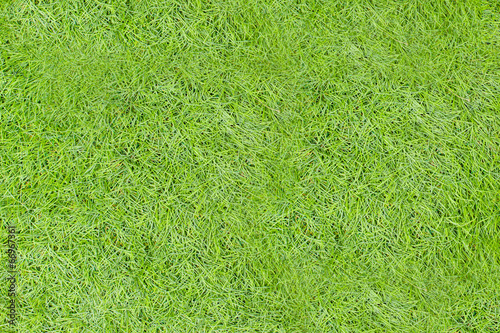 Green grass seamless texture. Seamless in only horizontal dimens photo