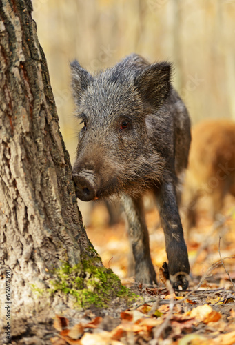 Wild boar