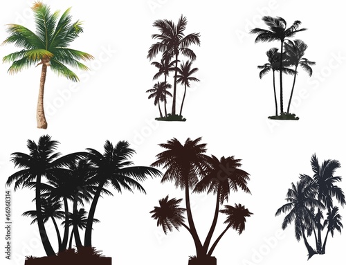 Palmiye ağaçları seti #66968314
