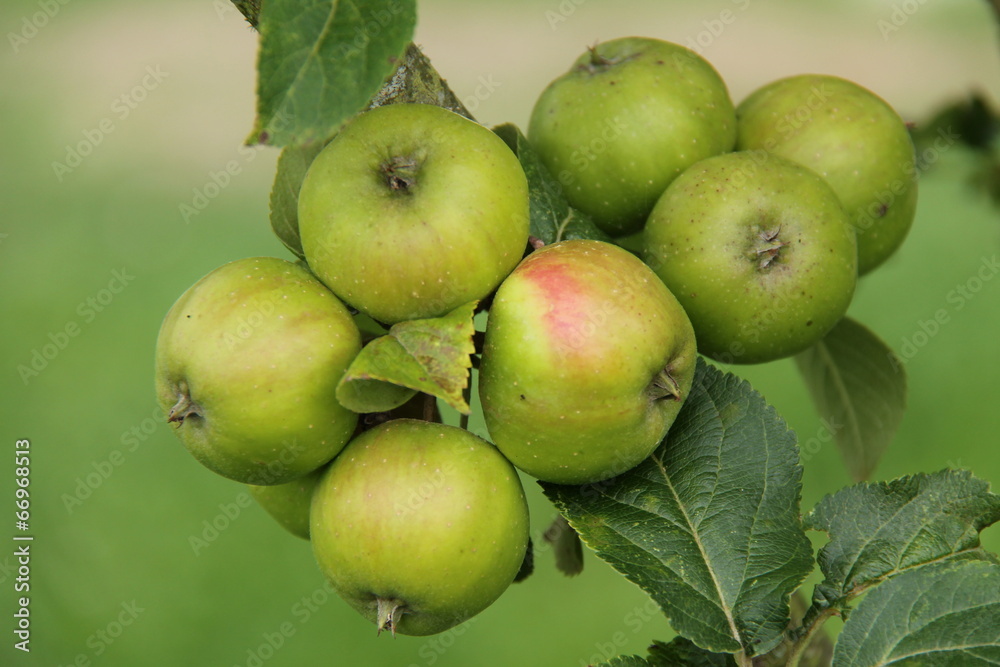 A Crop of Apples Growing on a Fruit Tree. A Crop of Apples Growing on a Fruit Tree.